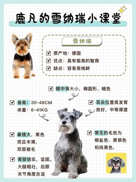 比熊和雪纳瑞哪个好养?这两种狗狗的优缺点全解析