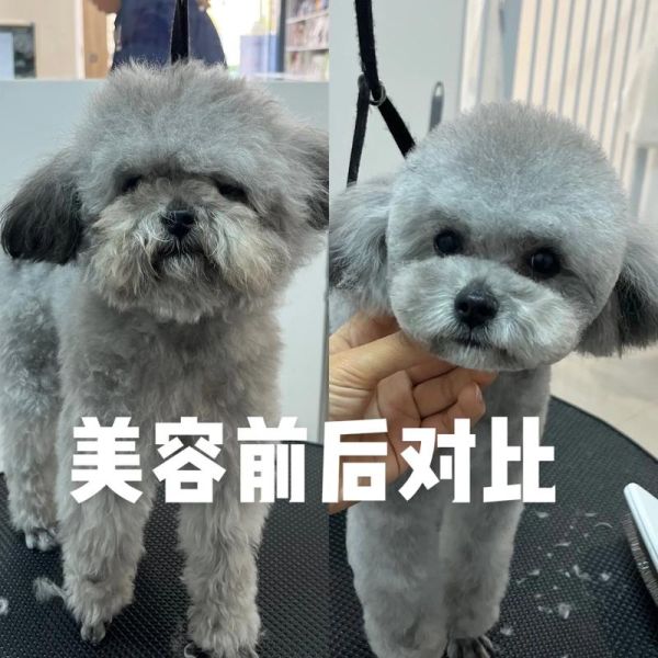 比熊和雪纳瑞哪个好养?这两种狗狗的优缺点全解析