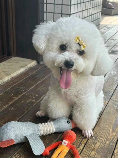 比熊生产前常见症状有哪些?了解这些早期迹象