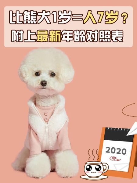 比熊体重对照表:不同月龄的比熊犬体重参考