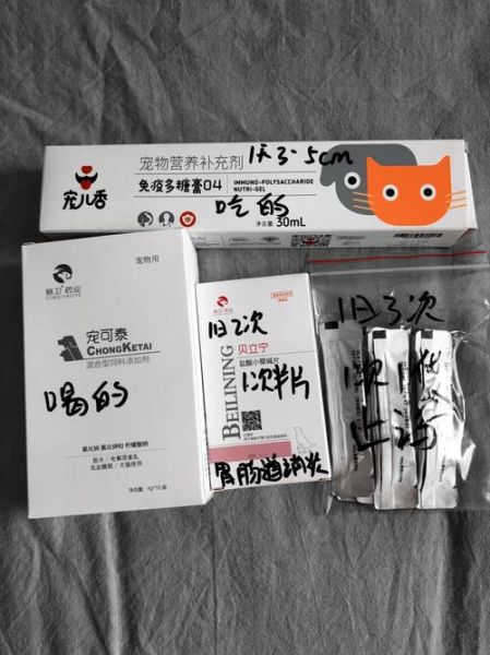 比熊感冒了该吃什么药?治疗建议与注意事项