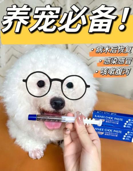 比熊感冒了该吃什么药?治疗建议与注意事项