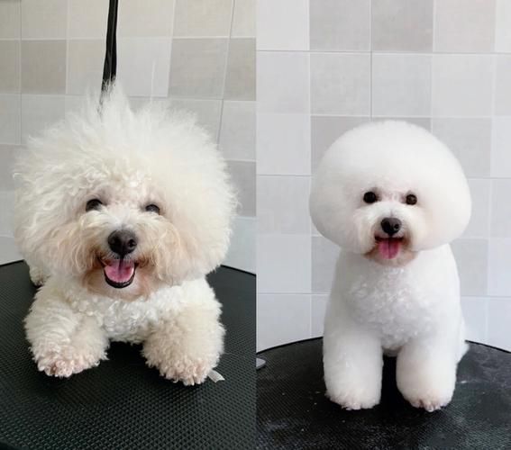比熊容易生病吗?这些饲养方法帮你更好照顾比熊犬