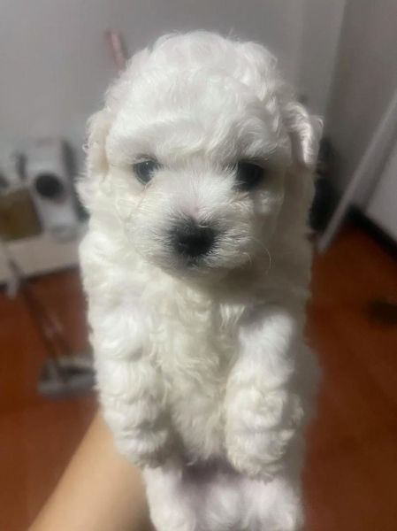 为什么比熊犬第一胎只生一只?分析原因