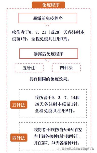 被动物咬伤后狂犬疫苗怎么打?接种流程全解析