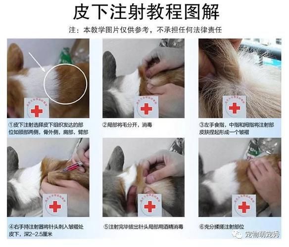 狗狗打疫苗打哪里?常见疫苗注射部位解析
