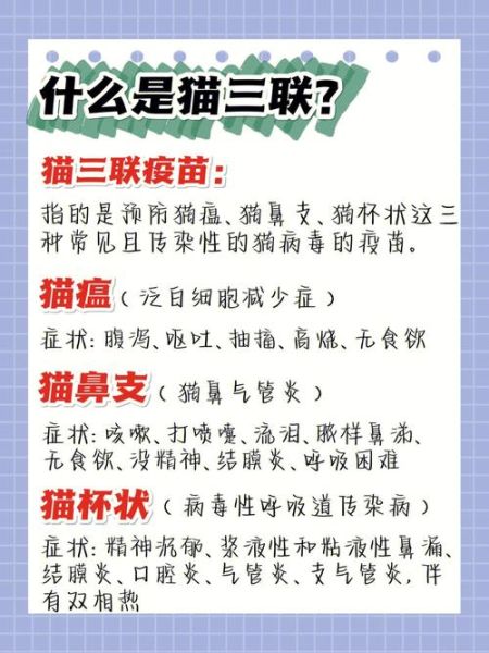 为什么猫咪必须打疫苗?不接种的风险与危害解析