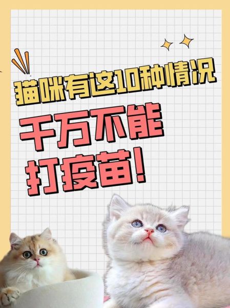 为什么猫咪必须打疫苗?不接种的风险与危害解析