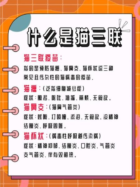 如何为猫咪接种三针疫苗?全面指南与常见问题