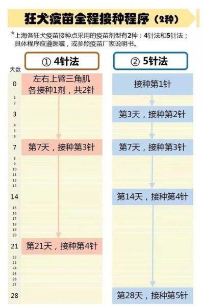 扎狂犬疫苗的接种程序与注意事项