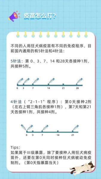 扎狂犬疫苗的接种程序与注意事项