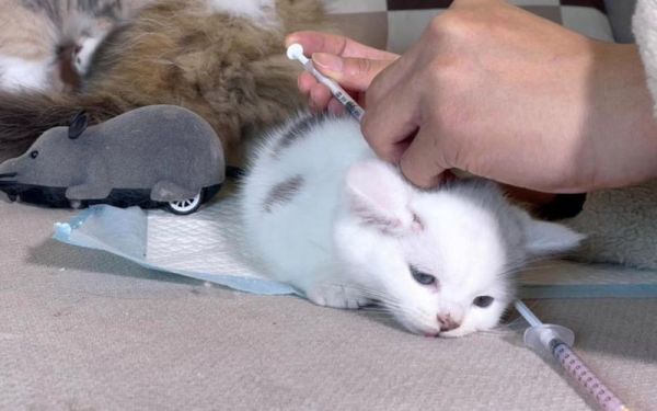 猫打疫苗视频:温顺猫咪打针毫不哭闹