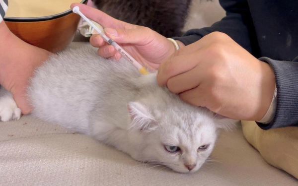 猫打疫苗视频:温顺猫咪打针毫不哭闹