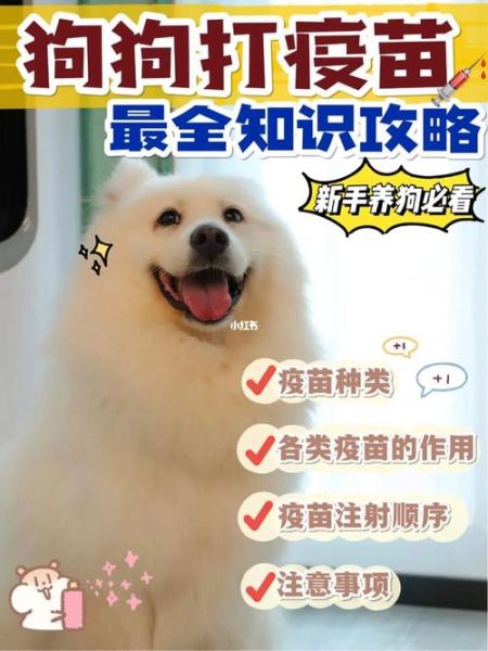 狗狗疫苗接种地点推荐:宠物医院、宠物店与畜牧站哪个好?