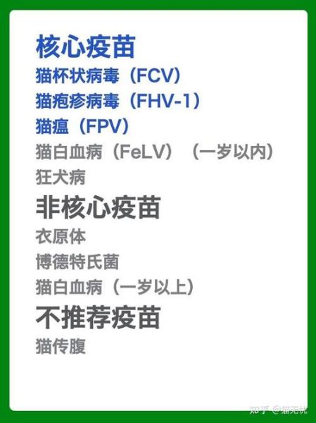 成年猫疫苗接种指南:必打疫苗与正确时间