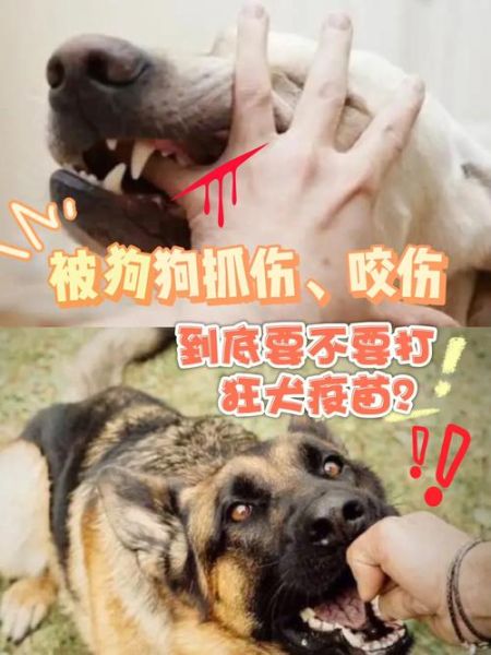 狗不打疫苗的严重后果:如何保护狗狗免受致命传染病威胁