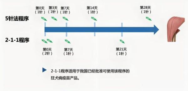 宠物疫苗接种流程全解析:确保狗猫健康无忧