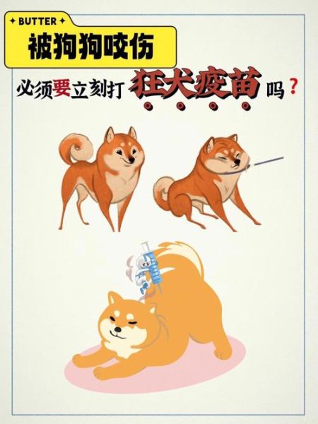 小狗狂犬疫苗接种时间及注意事项,你知道吗?