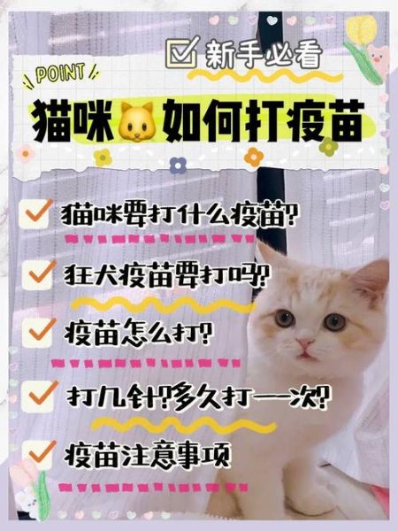 猫打疫苗在哪里打最安全?宠物医院还是其他地方?
