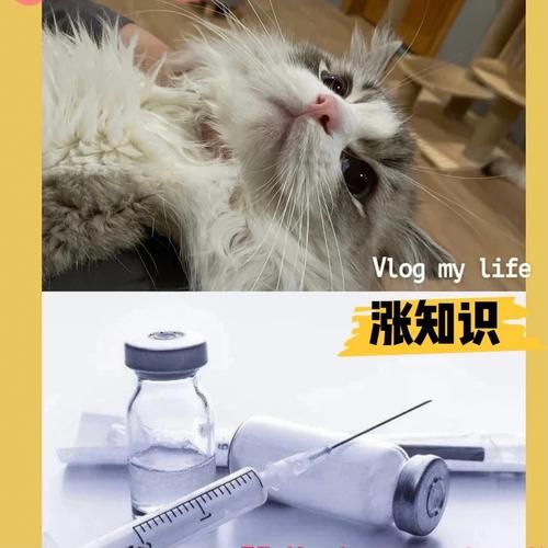 猫打疫苗在哪里打最安全?宠物医院还是其他地方?