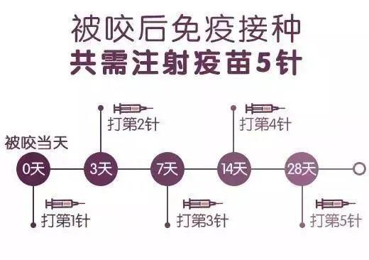 养狗必看!狂犬疫苗接种时间与注意事项详解