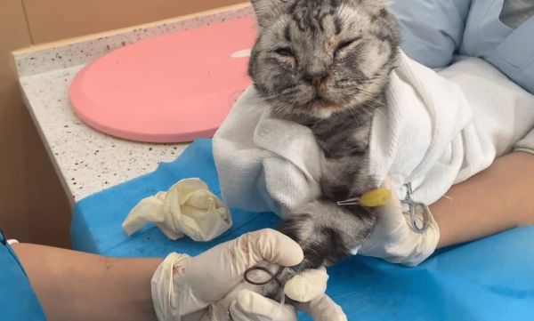 猫咪打疫苗全过程视频,乖巧不闹人