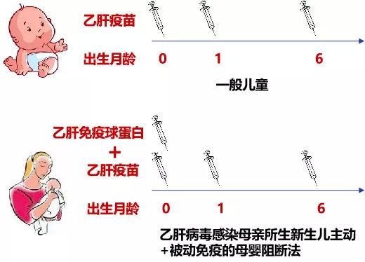 弓形虫疫苗:预防与接种指南