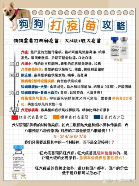 狗狗打疫苗最佳地点推荐:宠物医院还是畜牧站?