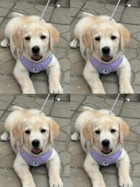 拉布拉多疫苗重要性解析:狂犬疫苗和三联疫苗的必要性