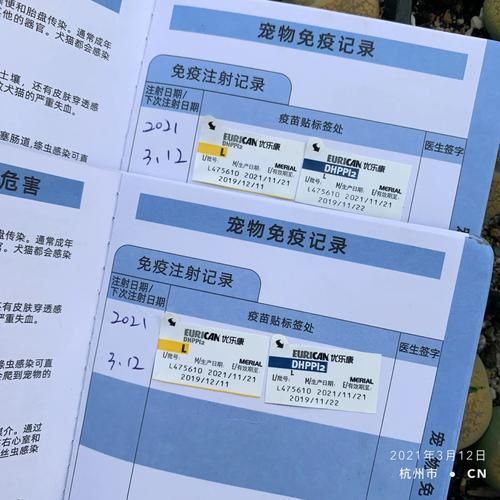 拉布拉多疫苗接种全攻略:幼犬与成犬必打疫苗详解