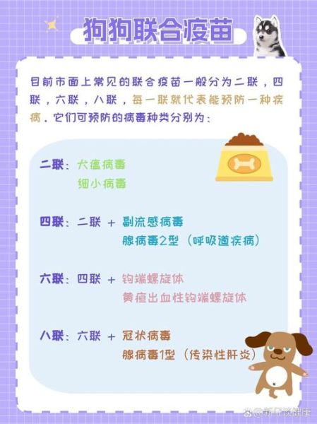 狗狗第一针疫苗全攻略:从接种时间到疫苗种类