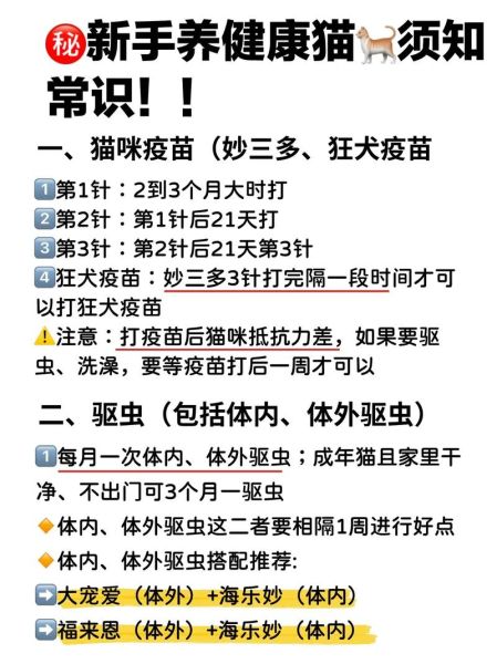 小猫疫苗接种指南:确保健康的必要步骤
