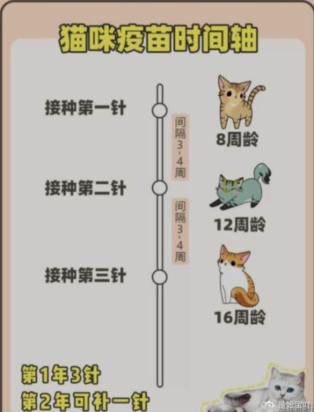 小猫疫苗接种指南:确保健康的必要步骤