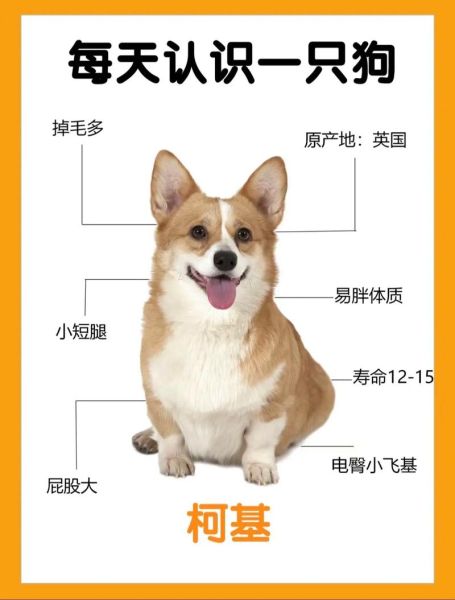 柯基杂交犬多少钱?2024最新价格行情及选购指南