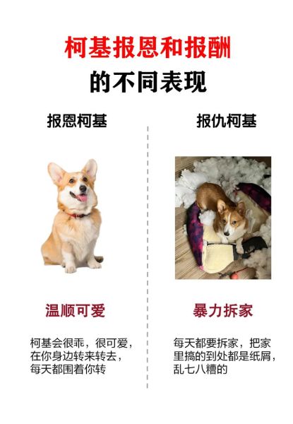 柯基感冒没精神不爱玩?原因及解决方法