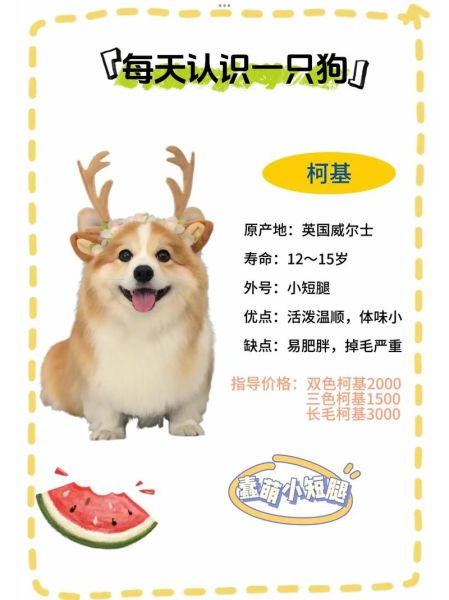 柯基感冒没精神不爱玩?原因及解决方法
