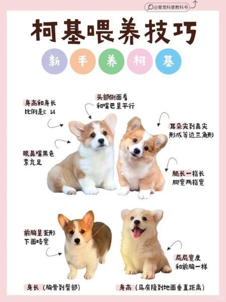 柯基冬天脚很冰?正常吗?教你如何护理!