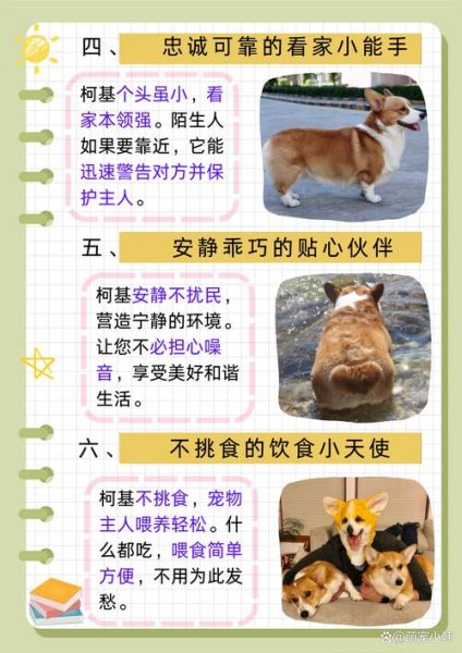 柯基犬咬衣服:是调皮还是焦虑?原因与解决办法