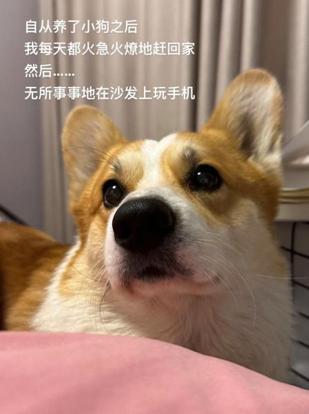 柯基犬咬衣服:是调皮还是焦虑?原因与解决办法