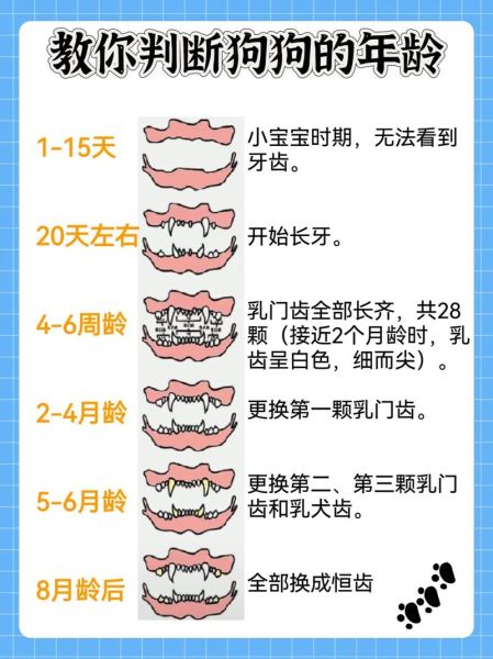 如何判断柯基年龄?柯基年龄对照表及牙齿特征