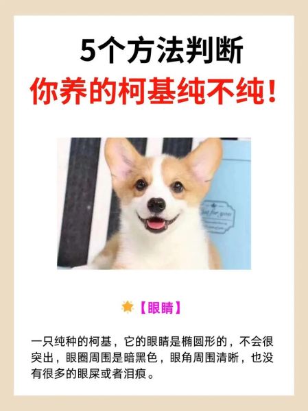 柯基穿衣服咬人怎么办?5个有效解决方法