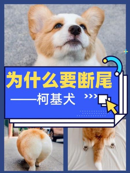 柯基犬断尾全攻略:原因、步骤与注意事项