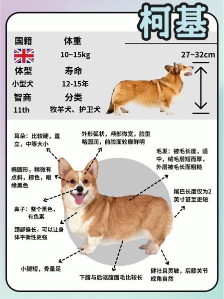 柯基犬断尾全攻略:原因、步骤与注意事项