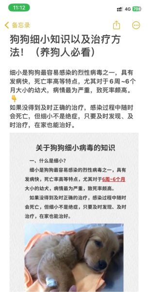 柯基查出细小怎么办?紧急应对与治疗全攻略