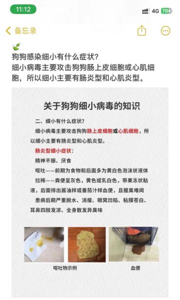 柯基查出细小怎么办?紧急应对与治疗全攻略