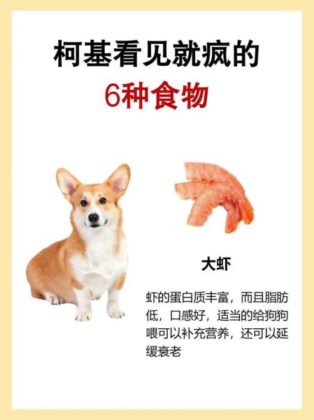 柯基拉肚子又吃回去怎么办?这几招缓解肠胃不适