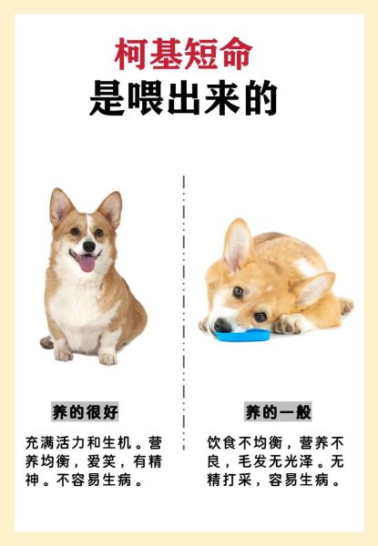 柯基不吃狗粮原因大揭秘,这样做让它爱上狗粮!