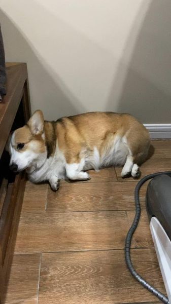 柯基呕吐怎么办?饮食调整是关键!