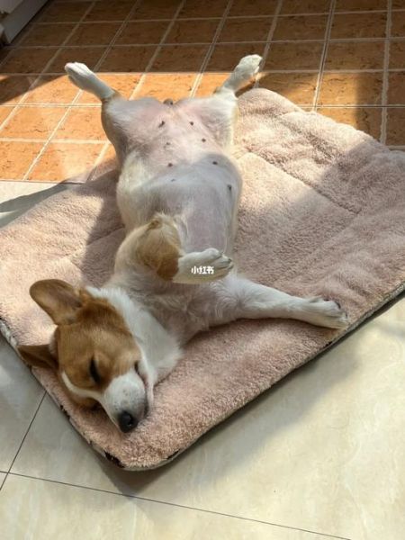 柯基需要多少睡眠?专业指南解答幼犬成犬睡眠时长