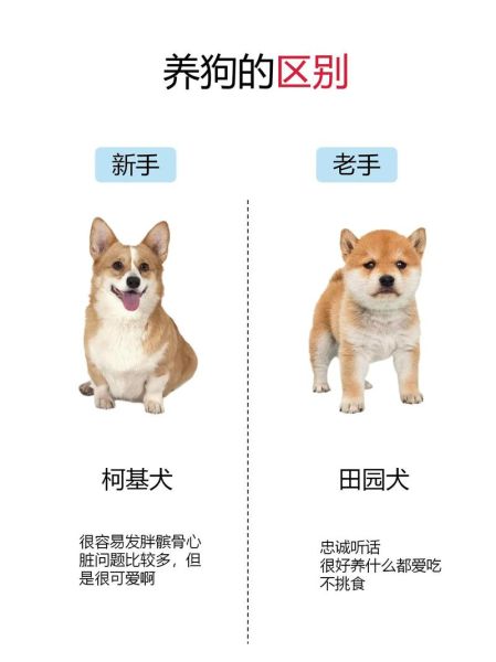 如何辨别纯种柯基犬的品相特征